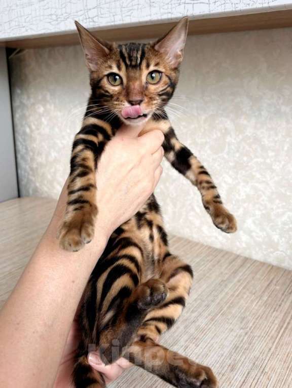 Кошки в Москве: Клубные бенгальские котята - мальчик Мальчик, 55 000 руб. - фото 3