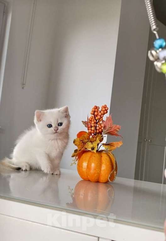 Кошки в Сочи: Британские котята  Мальчик, 50 000 руб. - фото 2