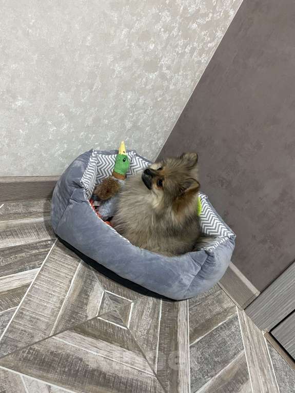 Собаки в Кисловодске: Щенок померанского шпица (Девочка) Девочка, 20 000 руб. - фото 5