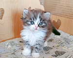 Кошки в Самаре: Кошка хайленд-страйт Девочка, 25 000 руб. - фото 2
