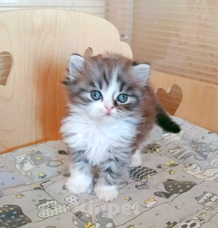 Кошки в Самаре: Кошка хайленд-страйт Девочка, 25 000 руб. - фото 2