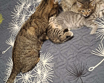 Кошки в Новокузнецке: Красивые котята Девочка, Бесплатно - фото 2