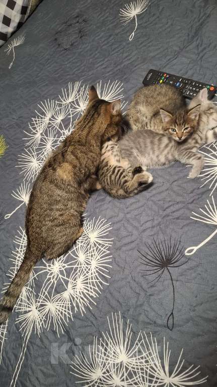 Кошки в Новокузнецке: Красивые котята Девочка, Бесплатно - фото 2