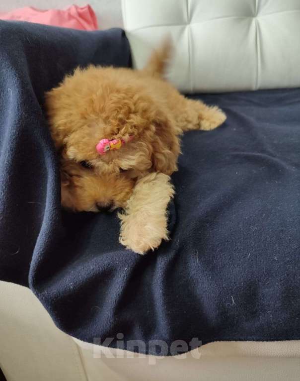 Собаки в Москве: Той пудель девочка  Девочка, 80 000 руб. - фото 3