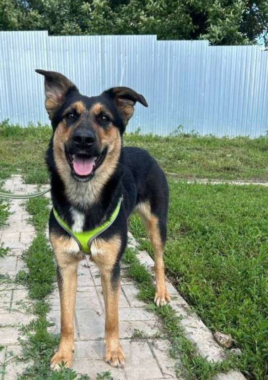 Собаки в Москве: Просто очень хорошая девочка в добрые руки Девочка, Бесплатно - фото 2