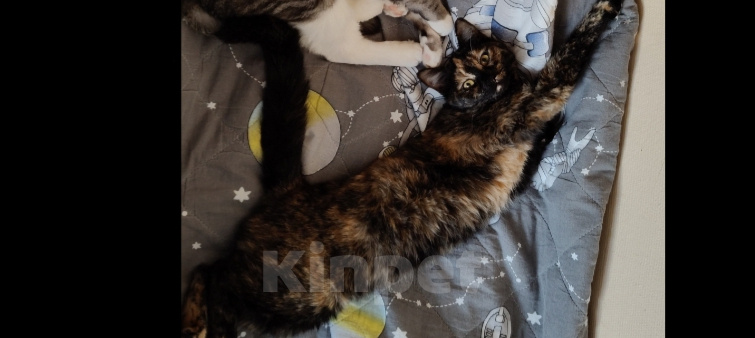 Кошки в Мытищах: Кошечка в добрые руки Девочка, Бесплатно - фото 4