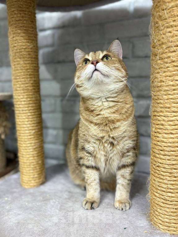 Кошки в Балашихе: Крутая кошка Шейла  Девочка, Бесплатно - фото 2