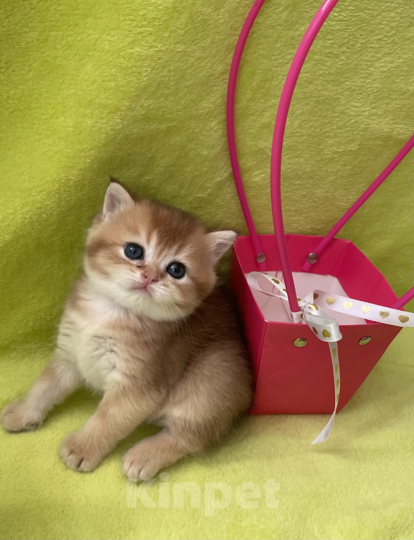 Кошки в Брянске: Котята Британской золотой шиншиллы Разнополые, 35 000 руб. - фото 5