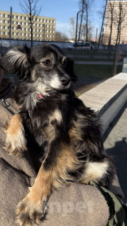 Собаки в Одинцово: Красотка Дейзи в поисках Ма и Па  Девочка, 100 руб. - фото 3