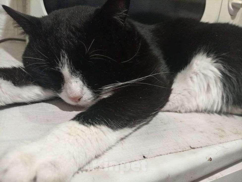 Кошки в Новосибирске: помогите найти мальчика Мальчик, 1 000 руб. - фото 1