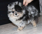 Собаки в Москве: Самая РАСПИСНАЯ красотка шпица Девочка, 75 000 руб. - фото 3