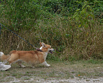 Собаки в Кисловодске: Молодой кобель вельш-корги-пемброк Мальчик, 65 000 руб. - фото 3