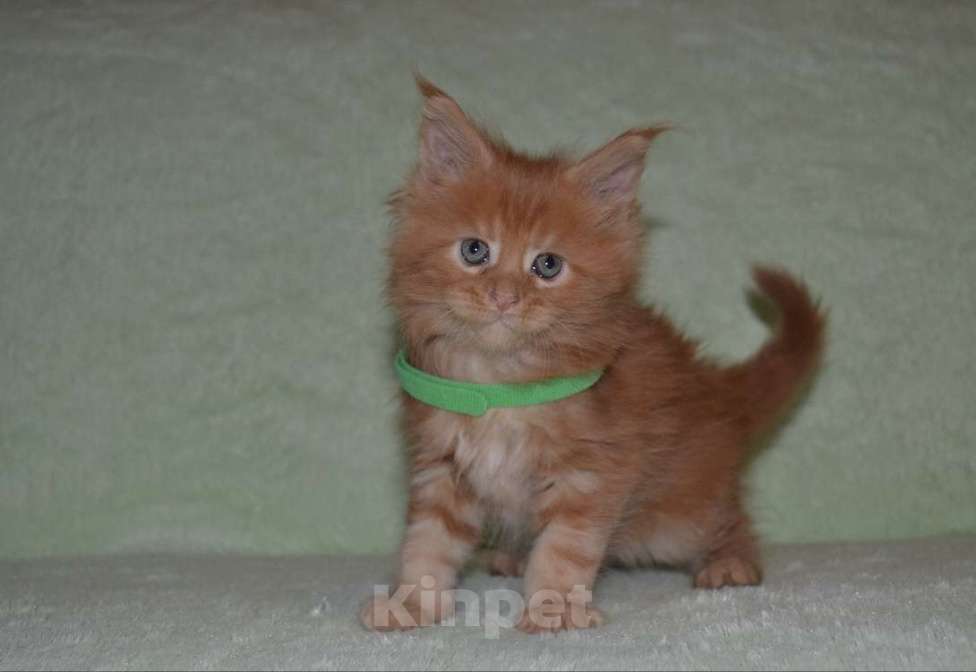 Кошки в Иркутске: Котята породы мейн-кун Мальчик, 30 000 руб. - фото 3