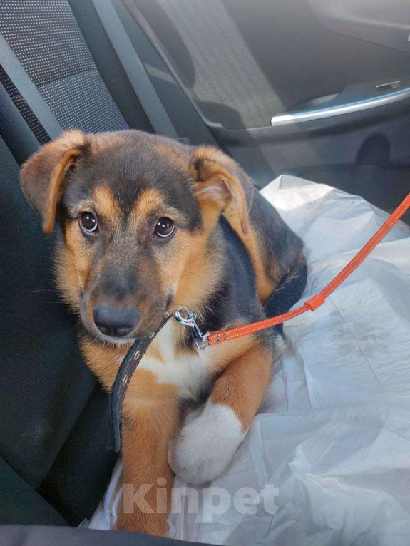 Собаки в Долгопрудном: Малышка Пальма ищет дом Девочка, Бесплатно - фото 2