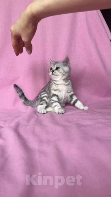 Кошки в Москве: Шотландские мраморные котята Девочка, 9 000 руб. - фото 2