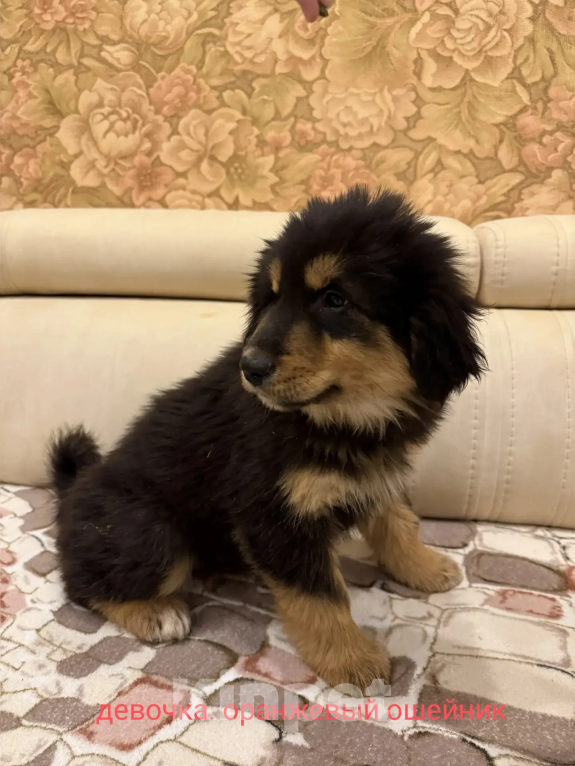 Собаки в Курске: Щенки Монгольского Банхара Разнополые, Бесплатно - фото 6