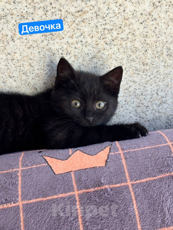 Кошки в Москве: Котенок девочка ищет дом Девочка, Бесплатно - фото 6