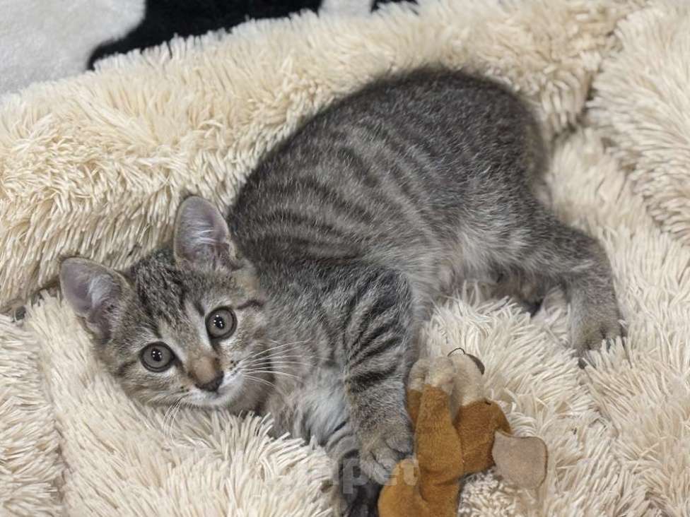 Кошки в Москве: Микки-котенок мечты для вашей семьи! Мальчик, Бесплатно - фото 5