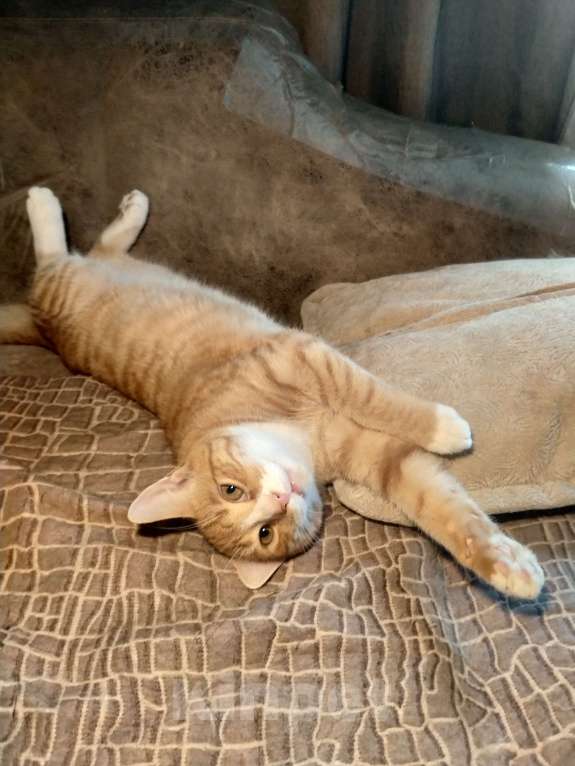 Кошки в Санкт-Петербурге: Котик Пряник в добрые руки Мальчик, Бесплатно - фото 8