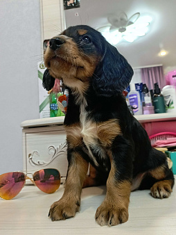 Русский охотничий спаниель мальчик