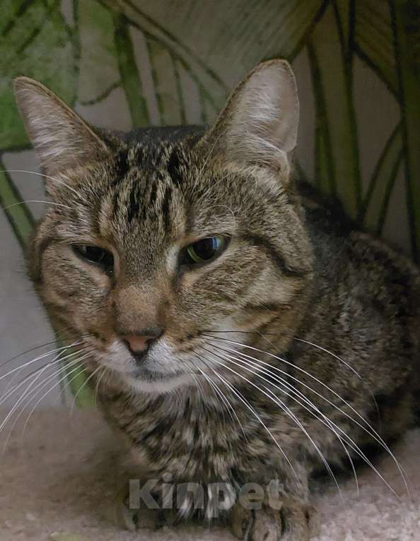 Кошки в Уфе: Кот 6 лет Мальчик, 200 руб. - фото 1