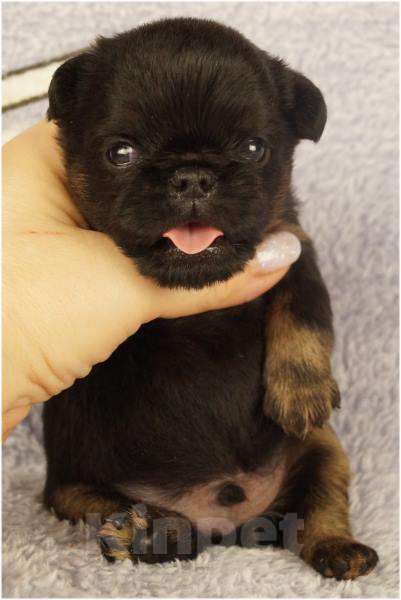 Собаки в Москве: БЬЮТИ Мальчик, 90 000 руб. - фото 3