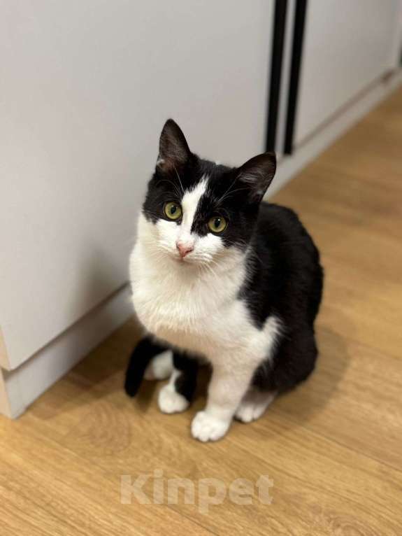 Кошки в Мытищах: Агата девочка котенок в добрые ручки Девочка, Бесплатно - фото 1