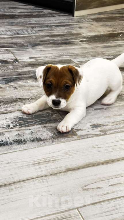 Собаки в Москве: Щенок джек-рассел-терьер от титулованных родителей Девочка, 1 руб. - фото 1