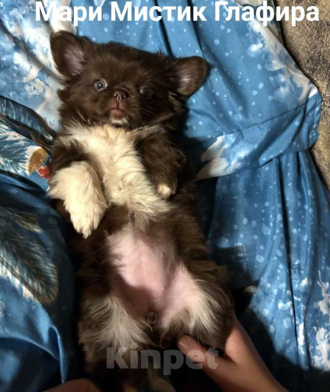 Собаки в Санкт-Петербурге: Гипер ласковая и веселая чихуахуа Глаша Девочка, 100 000 руб. - фото 9