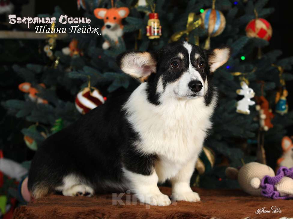 Собаки в других городах Московской области: Щенок вельш корги пемброк Девочка, 70 000 руб. - фото 2