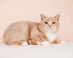 Кошки в Москве: Молодой рыжий красавец кот Вася в дар Мальчик, Бесплатно - фото 3