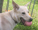 Собаки в Фрязино: Друг и охранник, 1 руб. - фото 1