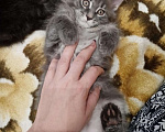 Кошки в Батайске: Котята Мейн Куна., 10 руб. - фото 3
