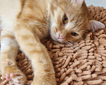 Кошки в Москве: Рыжий пушистый мраморный кот Чедер в добрые руки Мальчик, 1 руб. - фото 3