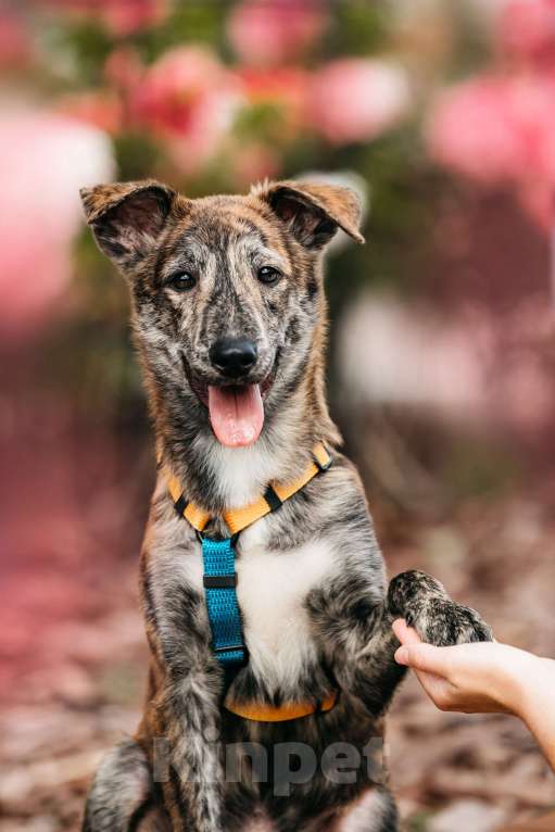 Собаки в Москве: Уникальный Чиззи ищет дом Мальчик, Бесплатно - фото 7