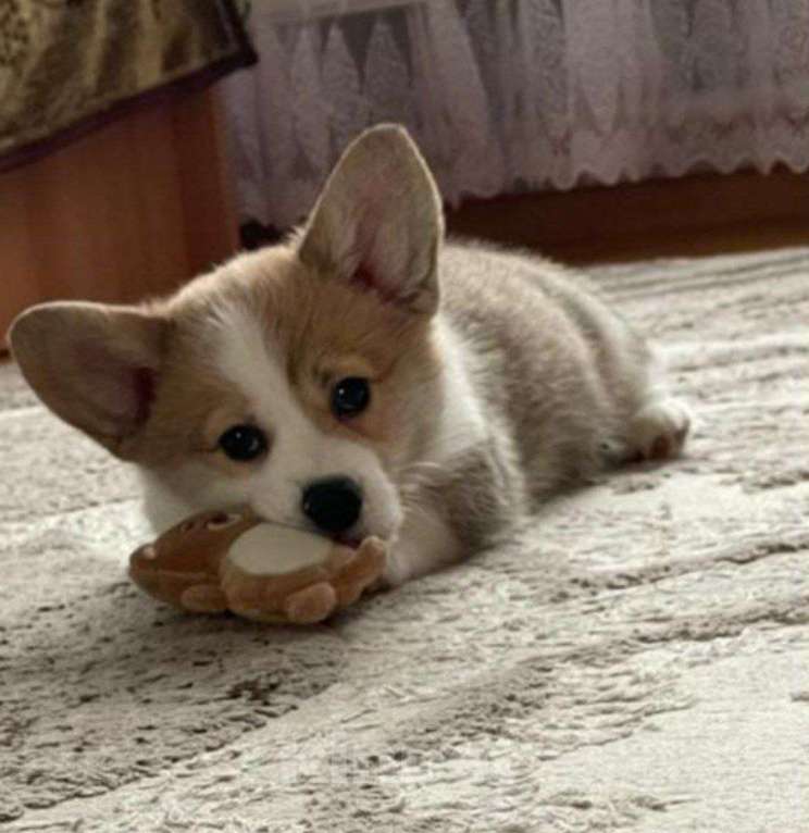 Собаки в Воронеже: Щенки вельш-корги пемброк Мальчик, 22 000 руб. - фото 2