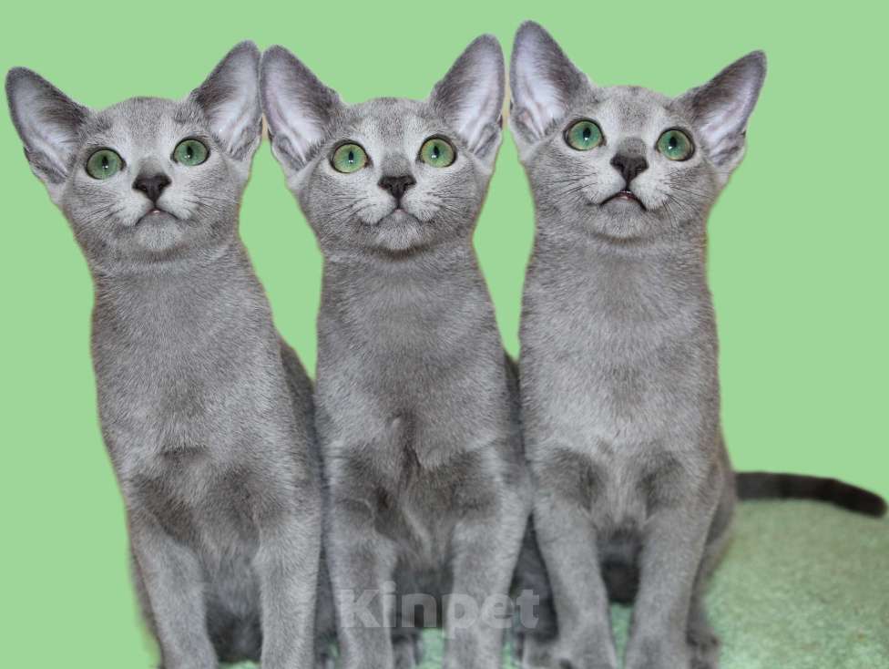 Кошки в Калининграде: Русский голубой котёнок с европейской родословной Девочка, 70 000 руб. - фото 1