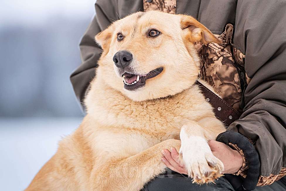 Собаки в Клине: Линдси — ладная собачка Девочка, Бесплатно - фото 6