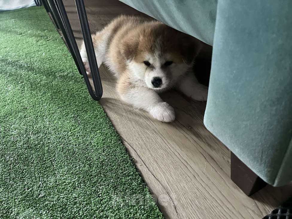 Собаки в Москве: Мальчик сын Чемпиона России ищет себе любящих хозяев  Мальчик, 130 000 руб. - фото 7