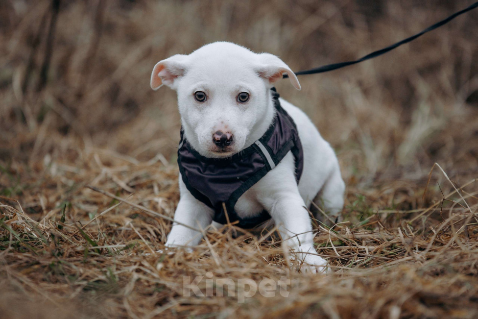 Собаки в Москве: Щенок-мальчик, в добрые руки Мальчик, Бесплатно - фото 1