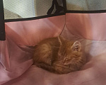 Кошки в Екатеринбурге: Котенок в добрые руки  Мальчик, Бесплатно - фото 4