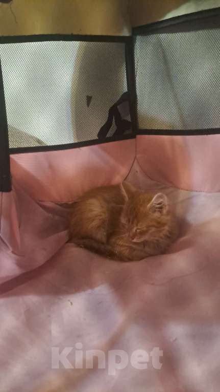 Кошки в Екатеринбурге: Котенок в добрые руки  Мальчик, Бесплатно - фото 4