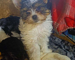 Собаки в Санкт-Петербурге: Щенок бивер Йорк Мальчик, 18 000 руб. - фото 2