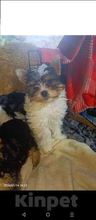 Собаки в Санкт-Петербурге: Щенок бивер Йорк Мальчик, 18 000 руб. - фото 2