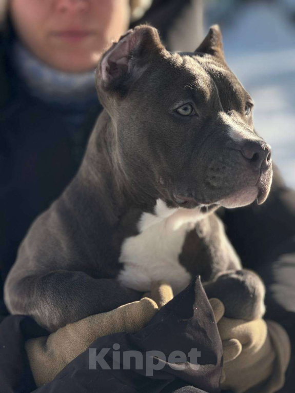 Собаки в других городах Московской области: Американский булли девочка Девочка, 150 000 руб. - фото 2