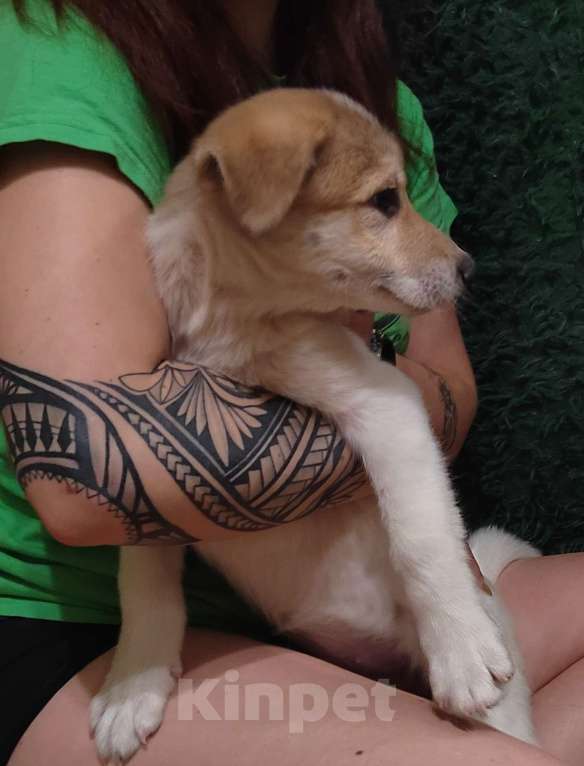 Собаки в Туле: Малышка ищет дом. Девочка, 1 руб. - фото 5