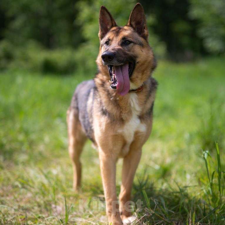 Собаки в Москве: Кай Мальчик, Бесплатно - фото 3