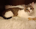 Кошки в Москве: Иви -котенок девочка 2,5мес Беленькая с тигровыми пятнышками Девочка, Бесплатно - фото 3
