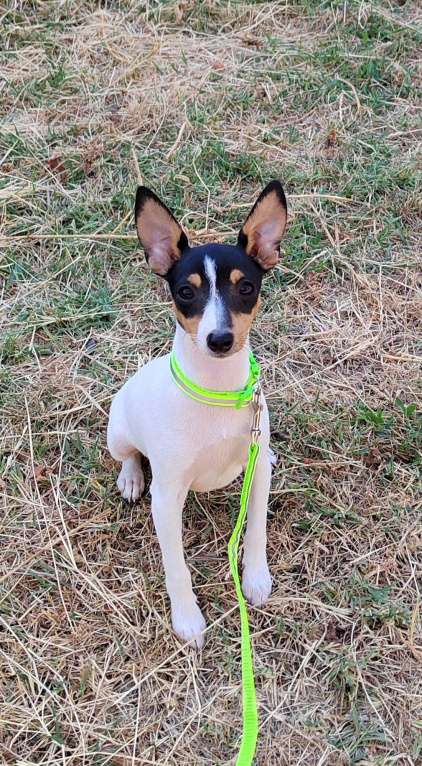 Собаки в Краснодаре: Щенок той фокстерьер Девочка, Бесплатно - фото 6