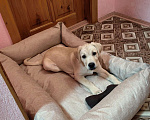 Собаки в Волгограде: СРОЧНО! Продам щенка лабрадора, 7 месяцев, поводок, шлейка, миски+подставка, лежанка и т.д. Мальчик, 10 000 руб. - фото 2